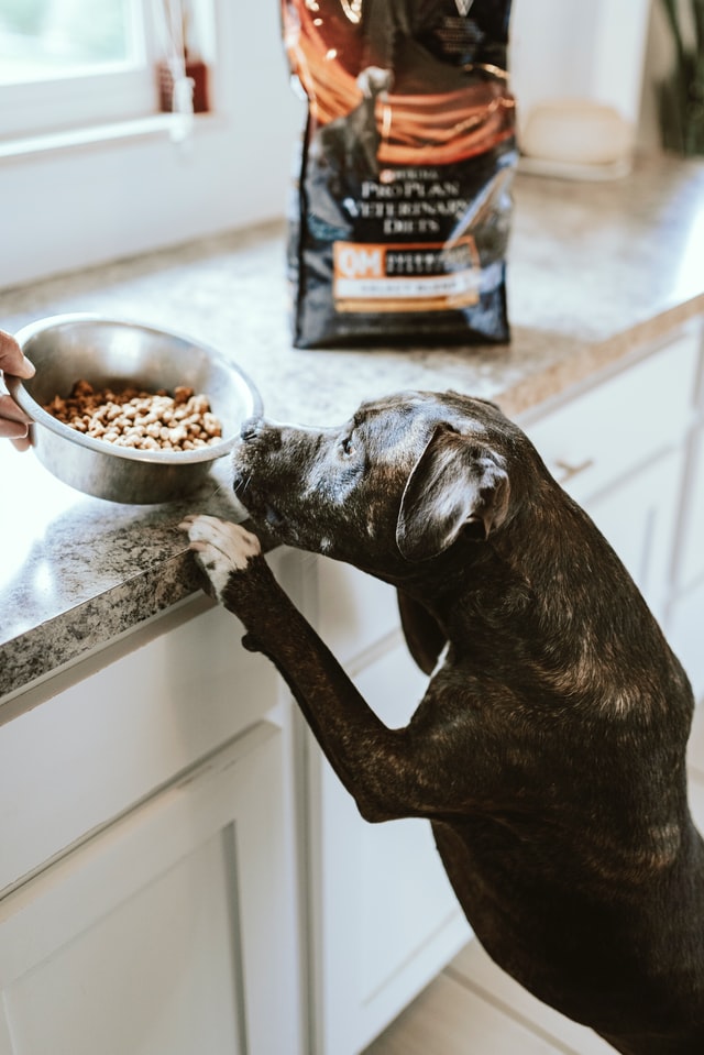How To Choose the Best Pet Food