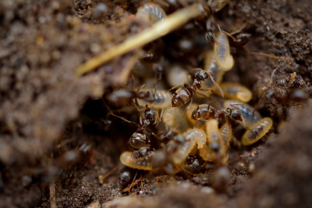 The Dangers of Termite Infestations